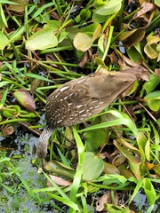 Aramus guarauna