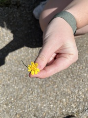 Crepis capillaris