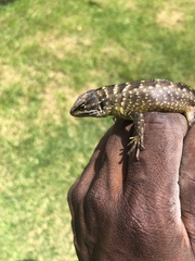 Stenocercus guentheri