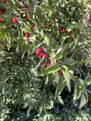 Cornus mas