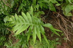 Microsorum scolopendria