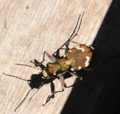 Cicindela sylvicola