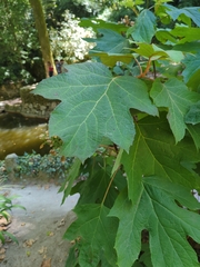 Hydrangea quercifolia