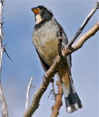 Saltator aurantiirostris