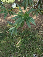 Nerium oleander
