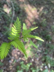 Gleditsia triacanthos