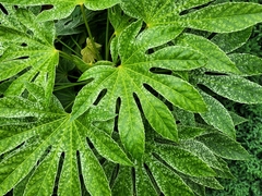 Fatsia japonica