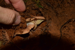 Hohenbuehelia petaloides