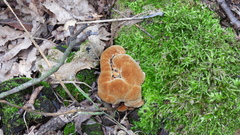 Fuscoporia torulosa