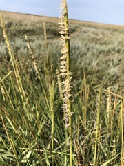 Sporobolus anglicus