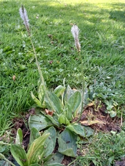 Plantago media