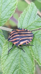 Graphosoma italicum