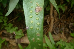 Microsorum scolopendria