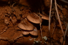 Hohenbuehelia petaloides