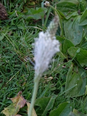 Plantago media