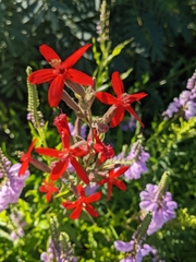Silene regia