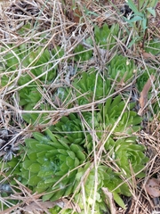 Sempervivum globiferum