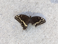 Papilio palamedes
