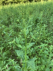 Verbesina occidentalis