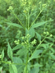 Verbesina occidentalis