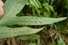 Microsorum scolopendria