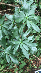 Daphne laureola