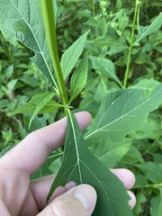 Verbesina occidentalis