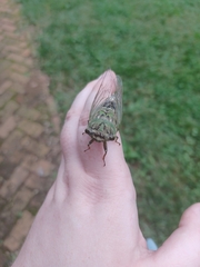 Neotibicen pruinosus