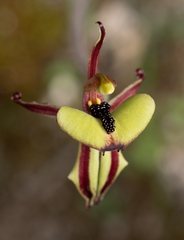 Caladenia roei
