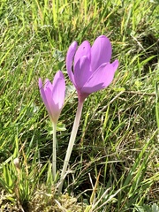 Colchicum autumnale