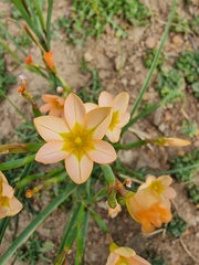 Moraea miniata