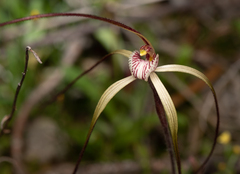 Caladenia dimidia