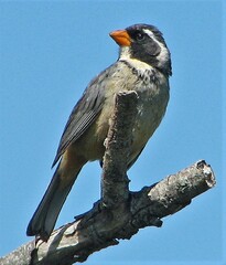 Saltator aurantiirostris