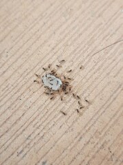 Tapinoma melanocephalum