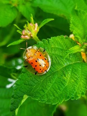 Aspidimorpha miliaris