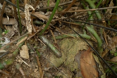 Microsorum scolopendria