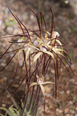 Caladenia dimidia