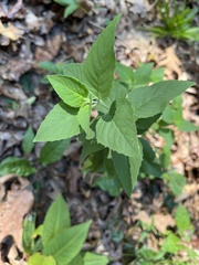 Monarda fistulosa