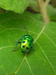 Chrysocoris purpureus