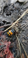 Nicrophorus vespilloides