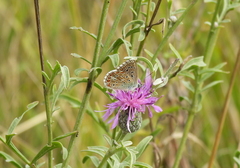 Polyommatus bellargus