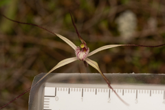 Caladenia dimidia