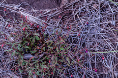 Hermannia coccocarpa