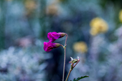 Hermannia coccocarpa