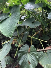 Xanthosoma