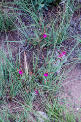 Hermannia coccocarpa