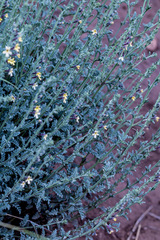 Jamesbrittenia pristisepala