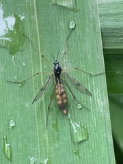 Ptychoptera contaminata