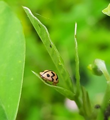 Cheilomenes sexmaculata