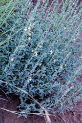 Jamesbrittenia pristisepala